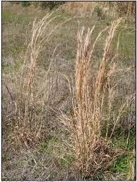 Broomsedge bluestem (USDA photo)