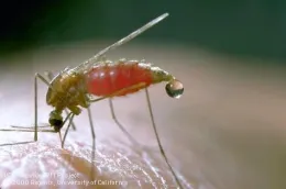 Adult western malaria mosquito, Anopheles freeborni.Photo by Jack Kelly Clark.