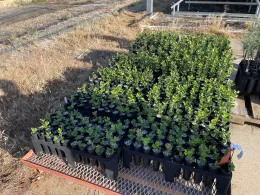 seedlings at nursery