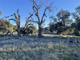 dead oak weinhart-judy photo