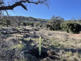 single seedling weinhart-judy