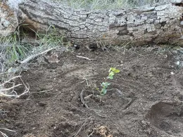 unprotected seedling