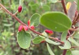 Unusual pink, puckering areas along a manzanita stem.