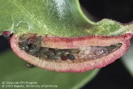 Sliced manzanita gall showing scores of aphids hiding inside.