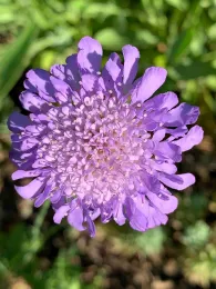 Scabiosa, Laura Kling