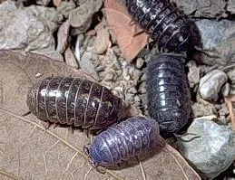 Adult pillbugs. Photo courtesy of UC IPM