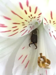 Earwig in Alstromeria blossom, Photo courtesy Keyt Fisher