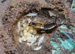 Earwig Maternal Care. Photo courtesy commons.wikimedia.org