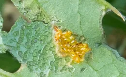 Eggs on tomatillo leaf