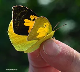 The colorful male dogface butterfly is sometimes known as a