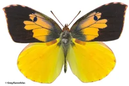 A male California dogface butterfly. (Photo by Greg Kareofelas)