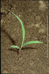 Johnsongrass seedling, Jack Kelly Clark, UC ANR