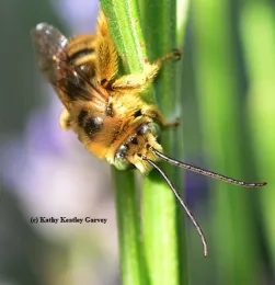 Male melissodes agilis. (Photo by Kathy Keatley Garvey)