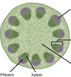 phloem