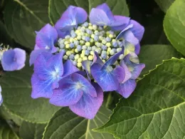 Lacecap - showing fertile flowers - Photo courtesy Sherida Phibbs