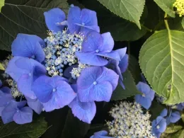 Lacecap - Photo courtesy - Sherida Phibbs