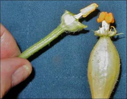 Photo credit: E. Thralls, University of Florida