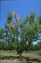 Apricot tree with dead branch caused by Eutypa, UC IPM