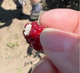 Stink bug eggs on an ollalieberry