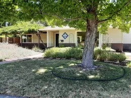 A tree with a circular irrigation ring in a suburban yard, with a house visible in the background.