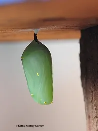 A monarch chrysalis. (Photo by Kathy Keatley Garvey)