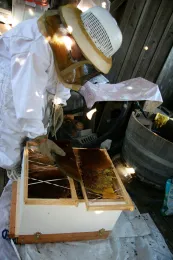 A Liberty Club 4-H'er rescuing bees. (Photo by Ettamarie Peterson)