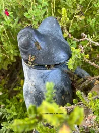 First image by Adrienne R. Shapiro of Davis.