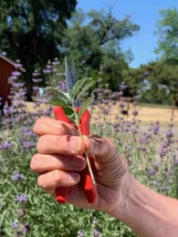 A lavender shoot ready for propagation, Laura Kling