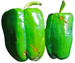 Two green bell peppers side by side, each showing exit holes from pepper weevils as indicated by orange arrows.