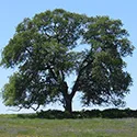 oak tree