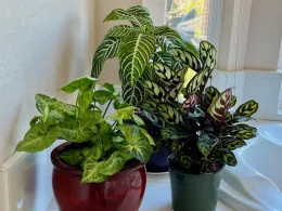 Houseplants by Allen Buchinski