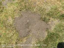 Characteristic crescent-shaped mound and plugged burrow opening of a pocket gopher, Thomomys sp. Photo by Roger A Baldwin, Assistant Cooperative Exten