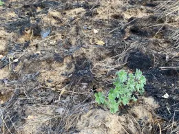 To Seed or Not To Seed Photo 2