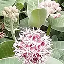 milkweed