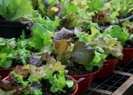 An assortment of vibrant lettuce plants in red pots, showcasing various leaf shapes and colors, with a lush green background.