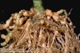 Close-up of plant roots showing numerous galls formed by root knot nematodes, with dark background highlighting the damage.
If you have any text from the image or additional details to include, please let me know, and I can help further!