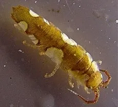 Idotea balthica Image by Eric Moody Wikimedia commons
