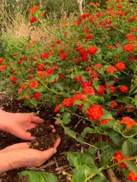 Hands in the soil, John Ober