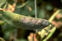 Brownish spots on pea pod from powdery mildew infection-A Charles Crabb