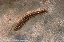 Adult millepede by Jack Kelly Clark