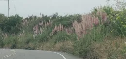 Coastal hillsides covered in invasive Jubata grass