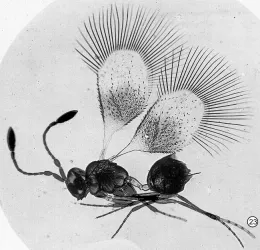 Holotype specimen of Mymaromella mira, a microscopic parasitic wasp. (Photo courtesy of Wikipedia)