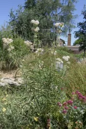 Narrowleaf milkweed plant in a home garden.