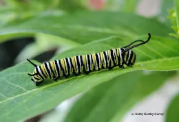 Black, yellow, and white striped monarch caterpillar on a leaf.