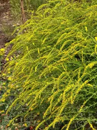 California goldenrod, Fireworks, Jeanette Alosi