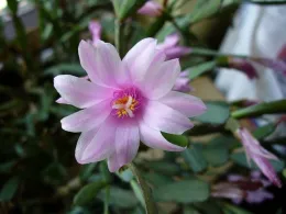 Easter Cactus