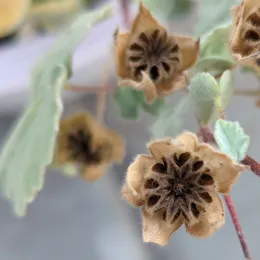 Abutilon palmeri seed heads