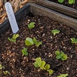 Woodland Strawberry cuttings (Fragaria vesca)