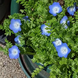 Baby Blue Eyes growing in a container