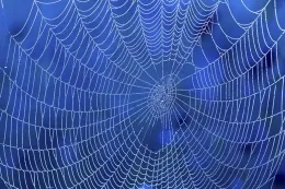 Spider web, Johns Hopkins University